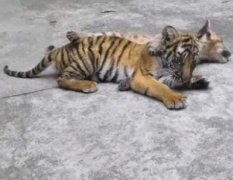上海动物园幼虎溺亡20多天后被发