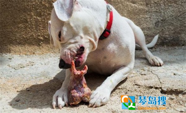 狗究竟是爱吃骨头还是肉 为什么